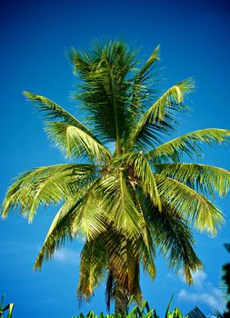 Beauty Green Palm Tree Leafs on Blue Sky background outdoors
