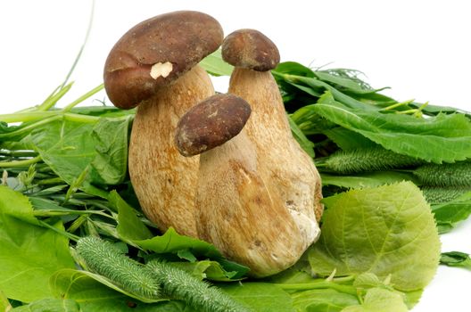 Three Porcini Mushroom and Boletus on Green Leafs and Grass closeup