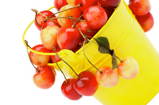 Perfect Ripe Yellow and Red Sweet Cherries in Yellow Tin Bucket Cross Section isolated on white background