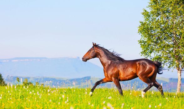 Arab racer runs on a green summer meadow