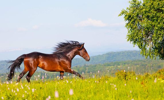 Arab racer runs on a green summer meadow