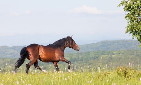 Arab racer runs on a green summer meadow