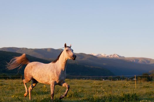 Gray Arab horse gallops on a green meadow