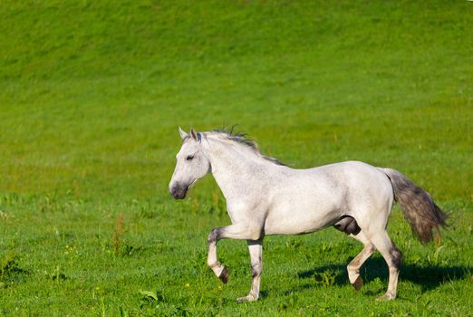 Gray Arab horse gallops on a green meadow