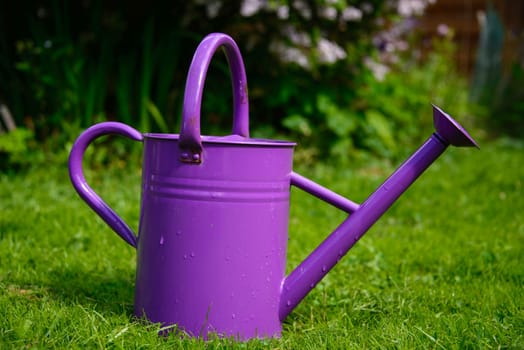 Purple watering can in a garden