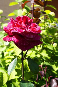 red rose in the garden on sunny summer day