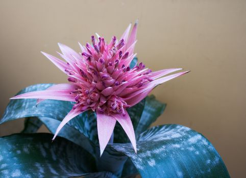 pink decorative flower room