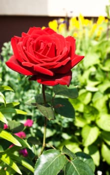 burgundy rose in the garden on sunny summer day