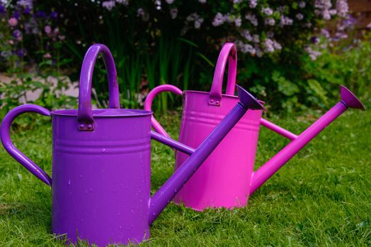 Purple and a pink watering cans in a garden