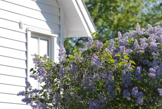 Lilac bush outside white house