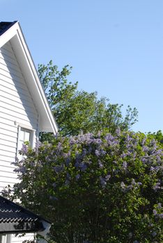 White house and lilacs