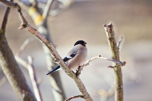 Female a bullfinch sits on a mountain ash branch