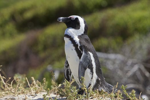 Penguins in love, False Bay, Boulders Bay, Simon's Town, Western Cape, Cape Town, South Africa