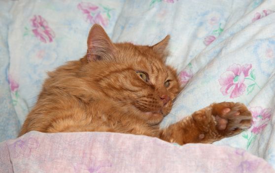 Red cat sleeping in a crib, a man on a bed having covered with a blanket