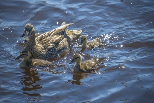 Mallard, Anas platyrhynchos, female. Photo is shot in the Tista river in Halden, Norway.