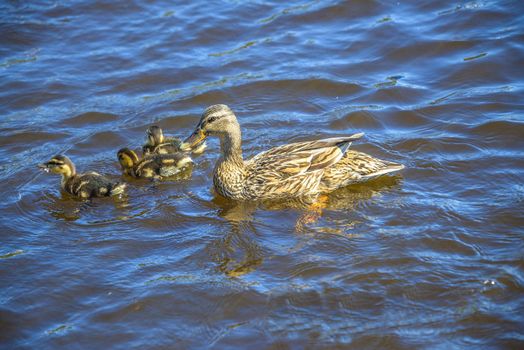 Mallard, Anas platyrhynchos, female. Photo is shot in the Tista river in Halden, Norway.