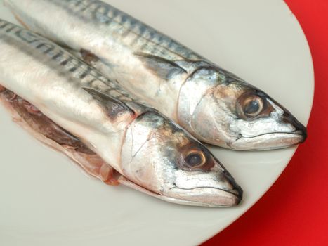 Raw mackerel fish on white plate, towards red chopping board