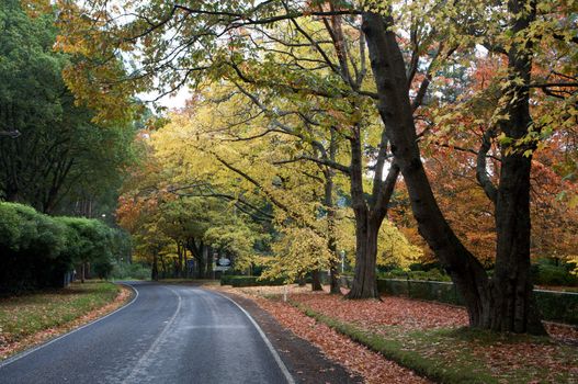 A Beautiful Fall Trees With Road Drive Through a Forrest