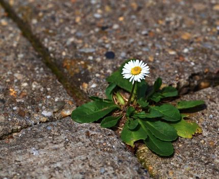 one daisy on the sidewalk of concrete cubes