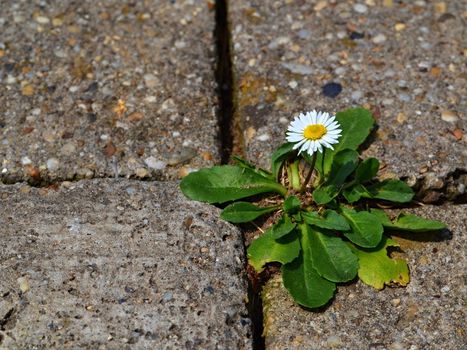 one daisy on the sidewalk of concrete cubes