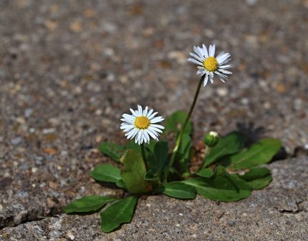 Two daisies on the sidewalk of concrete cubes