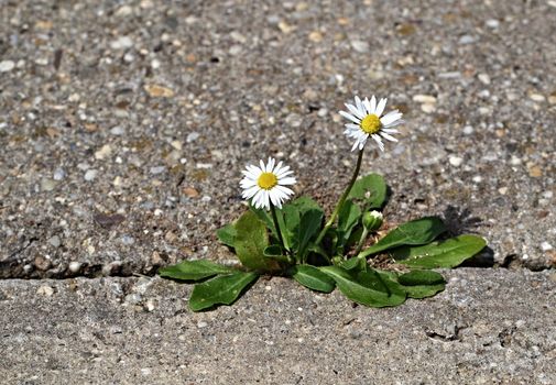 Two daisies on the sidewalk of concrete cubes