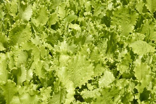 Light green spinach leaves with dew drops in the garden grows