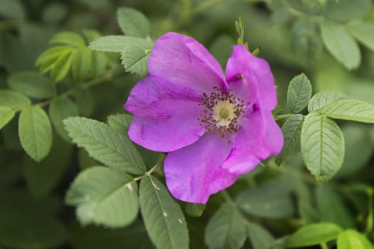 Pink wild rose flower, bloomed in July