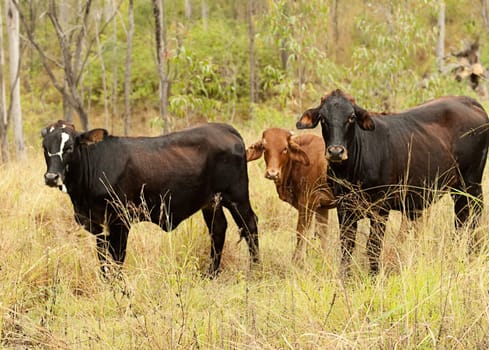 Three small brown beef cattle cows on rural farm