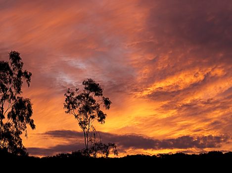 Colorful Australian sunset with eucalyptus gum tree silhouette