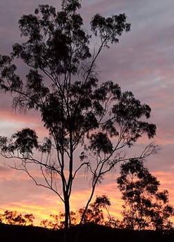 Australian eucalyptus gum tree background silhouette against sunset