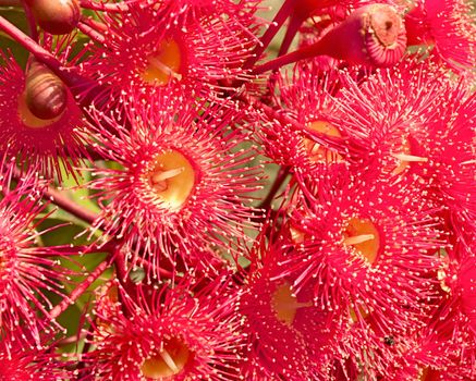 red flowers gum tree eucalyptus phytocarpa hybrid australian native close up