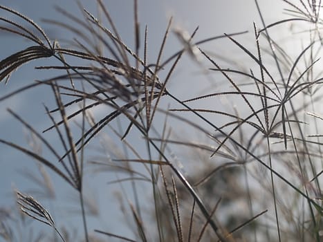 Rhodes grass windy background against bright sky