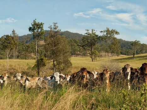 Australian rural landscape beef cattle country scene