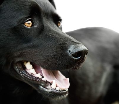 Healthy Black Australian Kelpie close up