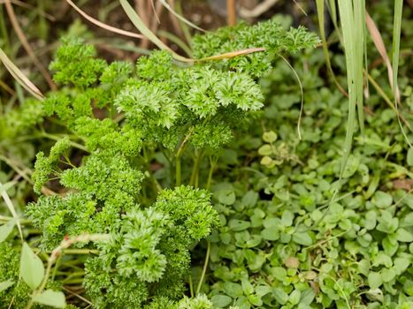 Organic herb spice and vegetable parsley and oregano companion plants in home garden