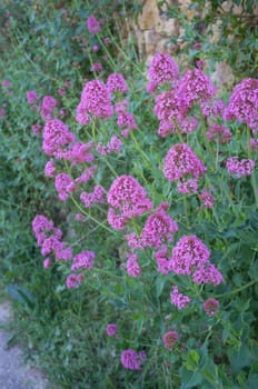 Red valerian bush  in full blossom