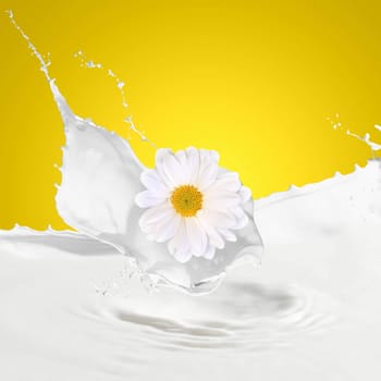 Pouring white and fresh milk with chamomiles on a background