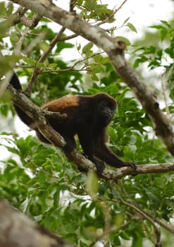 spider monkey holding onto tree in a tropical jungle