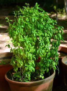 basil plant growing in a garden