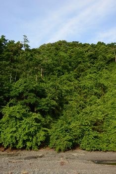 Nature and trees in tropical rainforest in Panama