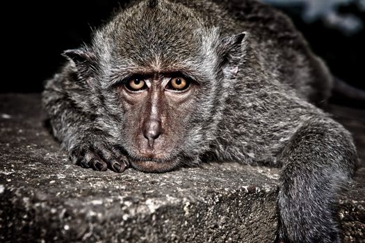 Close up portrait of Grey macaque monkey resting on a cement