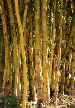 group of bamboo plants growing in the rainforest in panama