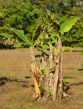 banana trees growing in nature in panama