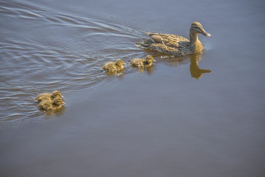 Mallard, Anas platyrhynchos, female. Photo is shot in the Tista river in Halden, Norway.