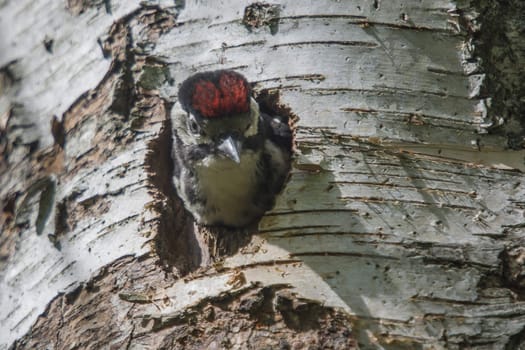 Photo was shot in a forest on Red's rock mountain in Halden, Norway and showing a great spotted woodpecker, Dendrocopos major chick that are waiting to fly out of the nest.