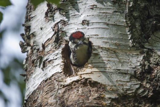 Photo was shot in a forest on Red's rock mountain in Halden, Norway and showing a great spotted woodpecker, Dendrocopos major chick that are waiting to fly out of the nest.