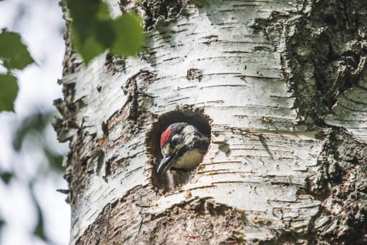 Photo was shot in a forest on Red's rock mountain in Halden, Norway and showing a great spotted woodpecker, Dendrocopos major chick that are waiting to fly out of the nest.