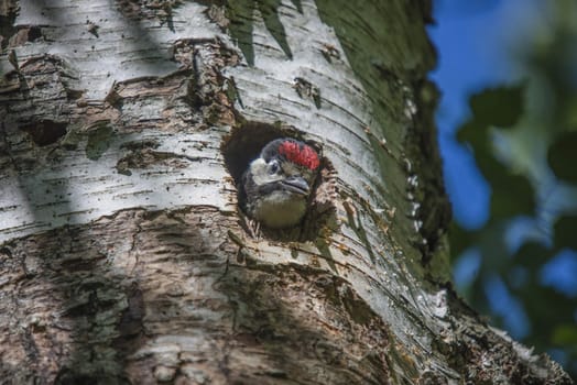 Photo was shot in a forest on Red's rock mountain in Halden, Norway and showing a great spotted woodpecker, Dendrocopos major chick that are waiting to fly out of the nest.