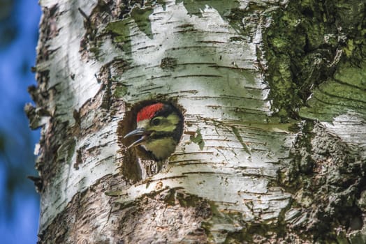 Photo was shot in a forest on Red's rock mountain in Halden, Norway and showing a great spotted woodpecker, Dendrocopos major chick that are waiting to fly out of the nest.